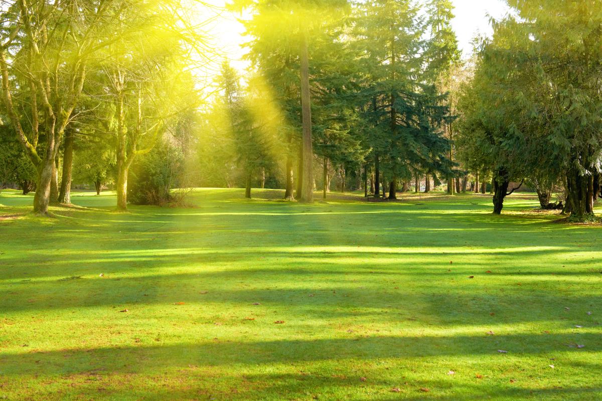 Green Lawn Trees Park Under Sunny
